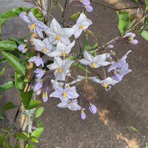 Solanum laxum 'Creche du Pape'