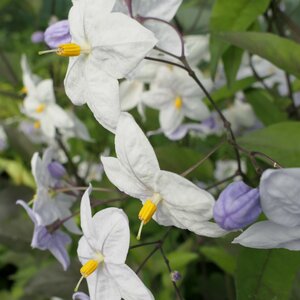 Solanum laxum 'Creche du Pape'