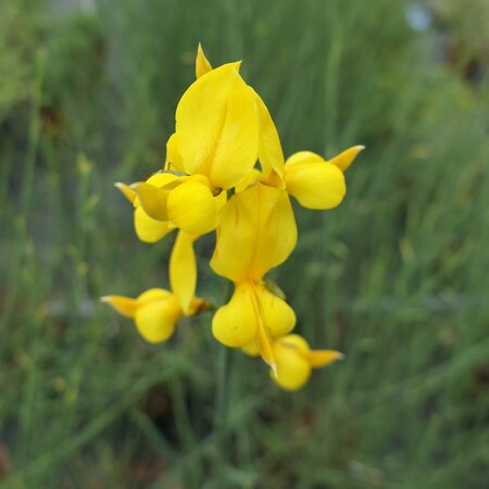 Spartium junceum