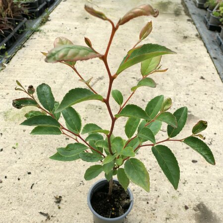 Stewartia monadelpha