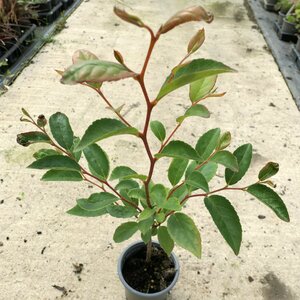 Stewartia monadelpha