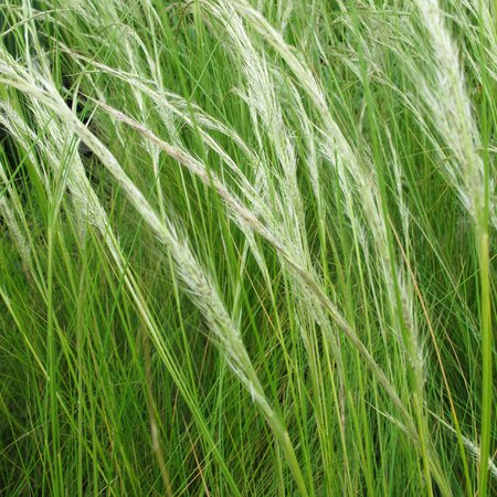 Stipa Ichu