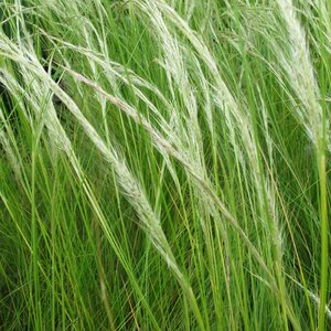 Stipa Ichu