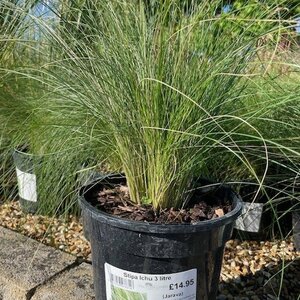 Stipa Ichu
