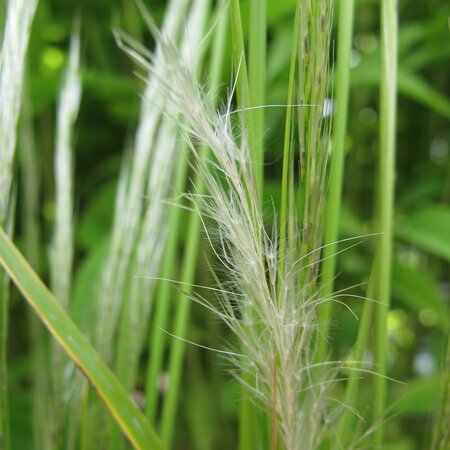 Stipa pseudoichu