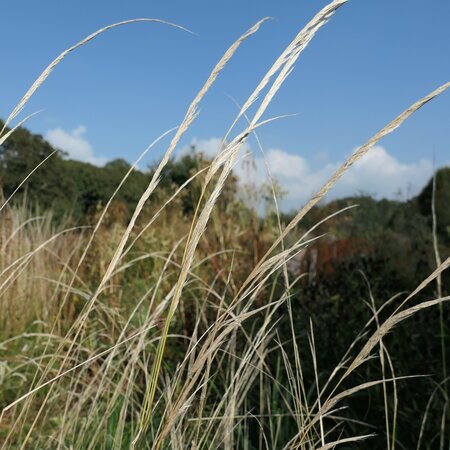 Stipa pseudoichu