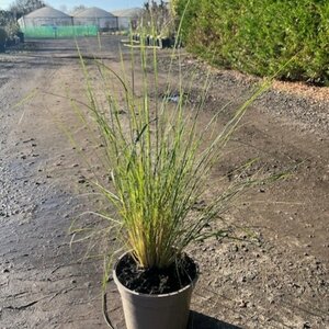 Stipa pseudoichu - image 3