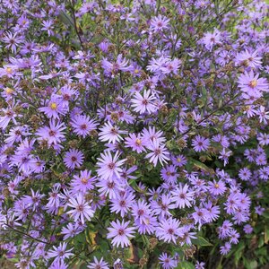 Symphyotrichum 'Prairie Purple' (Aster)