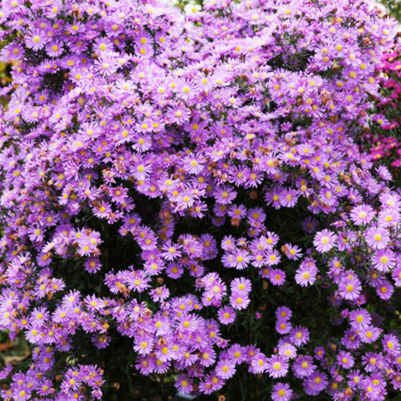 Symphyotrichum 'Superstar' (Aster)