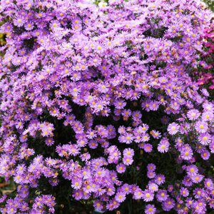 Symphyotrichum 'Superstar' (Aster)