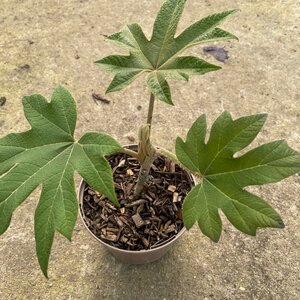 Tetrapanax papyrifer for sale