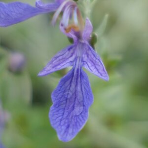 Teucrium fruticans 'Agadir'