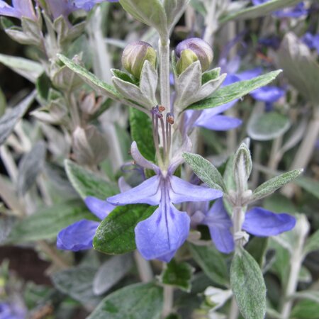 Teucrium fruticans