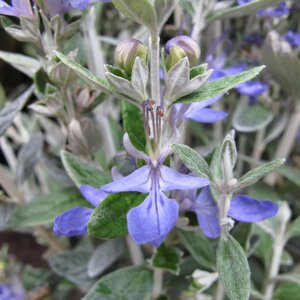 Teucrium fruticans