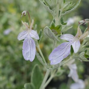 Teucrium fruticans 'Syracuse'