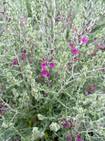 Teucrium marum