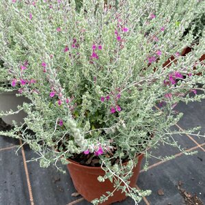 Teucrium marum