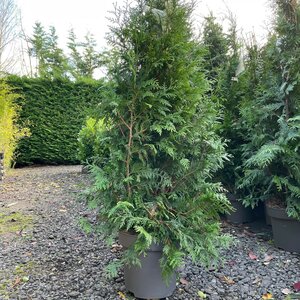Thuja plicata Excelsa