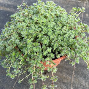 Thymus ciliatus