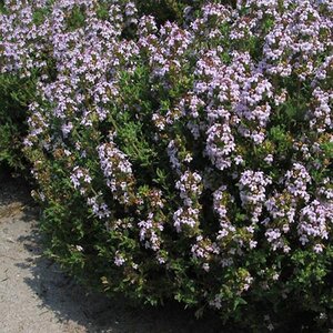 Thymus vulgaris