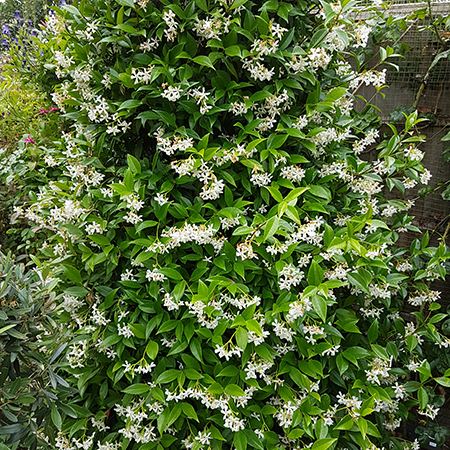 Trachelospermum jasminoides