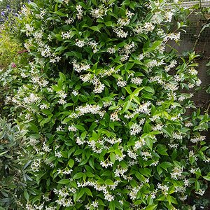 Trachelospermum jasminoides