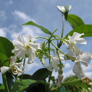 Trachelospermum jasminoides