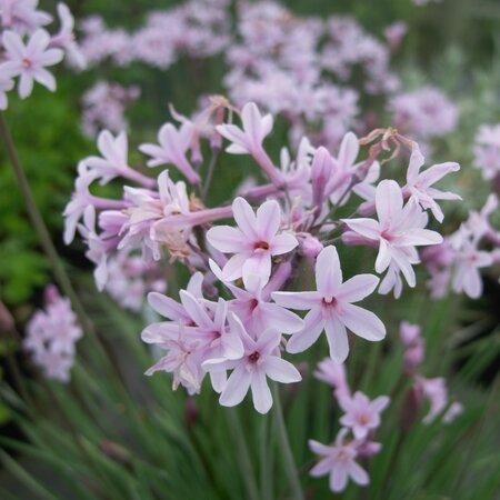 Tulbaghia 'Fairy Star'