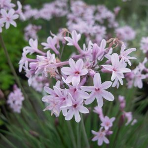 Tulbaghia 'Fairy Star'