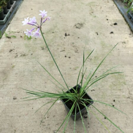 Tulbaghia 'Fairy Star'