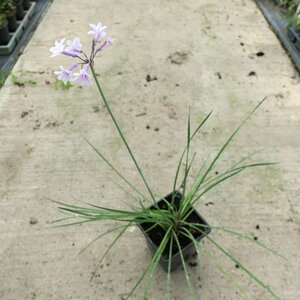 Tulbaghia 'Fairy Star'