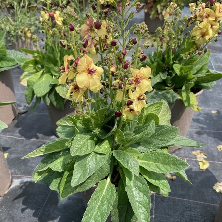 Verbascum 'Honey Dijon'