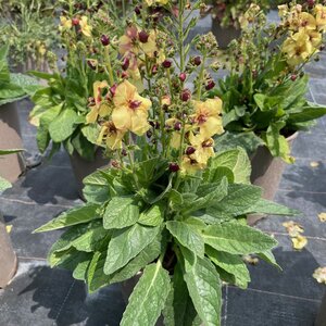 Verbascum 'Honey Dijon'