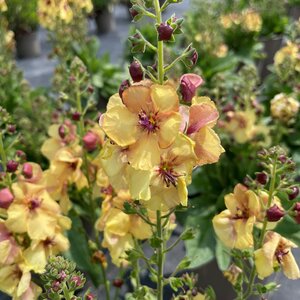 Verbascum 'Honey Dijon'