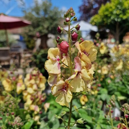 Verbascum 'Honey Dijon'