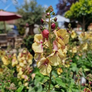 Verbascum 'Honey Dijon'
