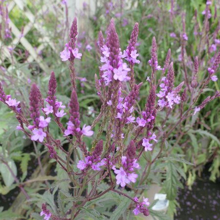 Verbena baileyana purple-leaved