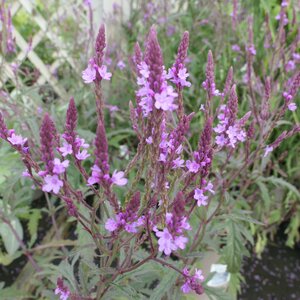 Verbena baileyana purple-leaved