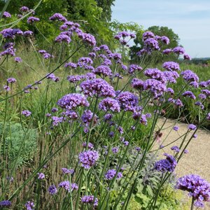 Verbena bonariensis for sale