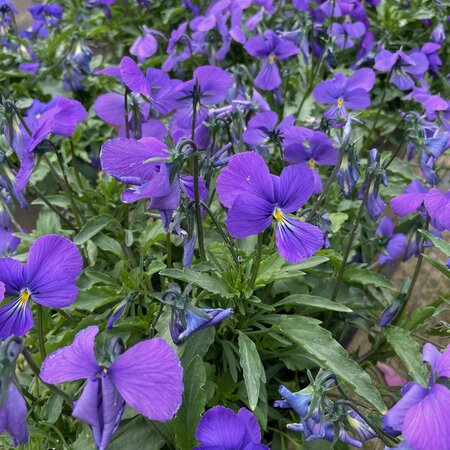 Viola corsica