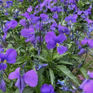 Viola corsica