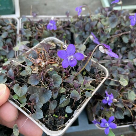 Viola labradorica