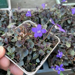 Viola labradorica