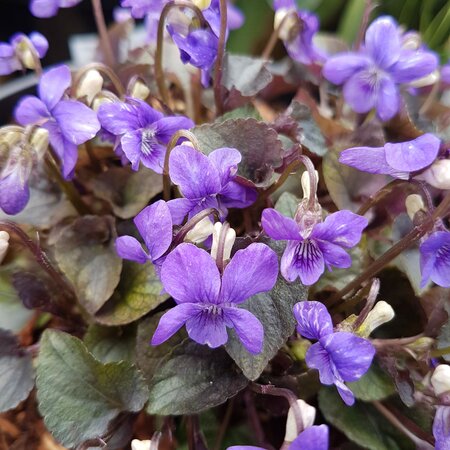 Viola labradorica