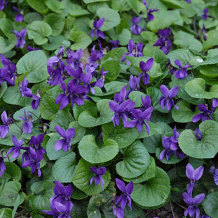 Viola odorata 'Konigin Charlotte'