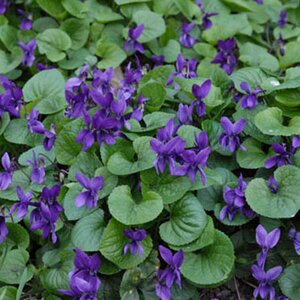 Viola odorata 'Konigin Charlotte'
