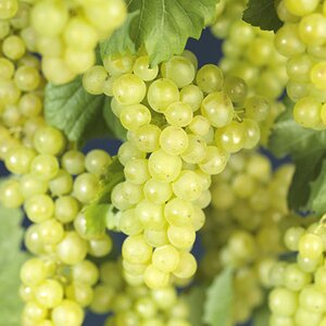 Vitis vinifera 'Americana White'