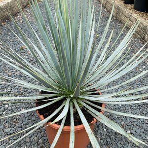 Yucca rostrata